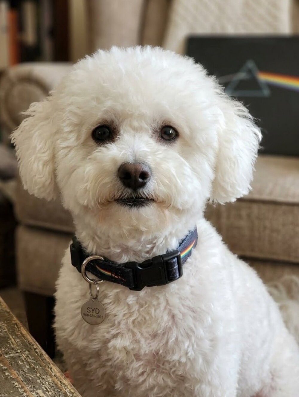 Pink Floyd Dog Collar